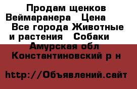 Продам щенков Веймаранера › Цена ­ 30 - Все города Животные и растения » Собаки   . Амурская обл.,Константиновский р-н